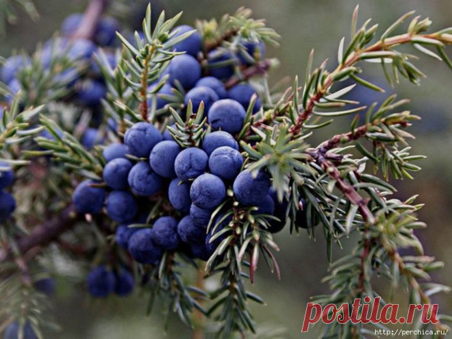 Целительные хвойные напитки-много чудодейственных рецептов