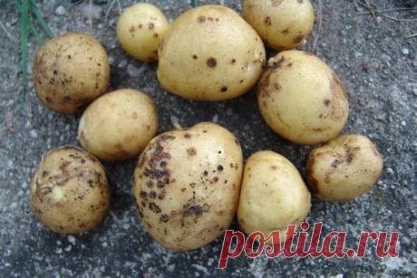 Как справиться с паршой картофеля | Ваши 6 соток | Яндекс Дзен