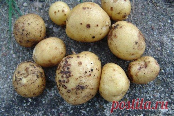 Как справиться с паршой картофеля | Ваши 6 соток | Яндекс Дзен
