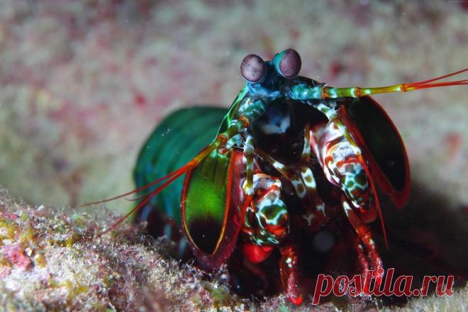 Самые яркие обитатели океана | Чёрт побери Океан - загадочный мир, обитатели которого совсем не похожи друг на друга, и удивляют своей красотой! Креветка-богомол   Медуза Цветочная Шляпка              Цвет этой медузы может быть разнообразным: желтым, оранжевым, розовым, фиолетовым, зеленым и синим.  Голожаберные моллюски    Морской анемон   Морская звезда    Рыба-попугай  Голубой Хирург  Рыба-ангел  Рыба-клоун   Осьминог   Кораллы