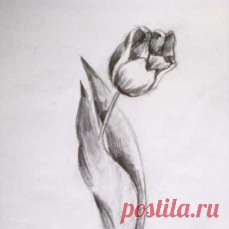 Тюльпан. Карандаш.
