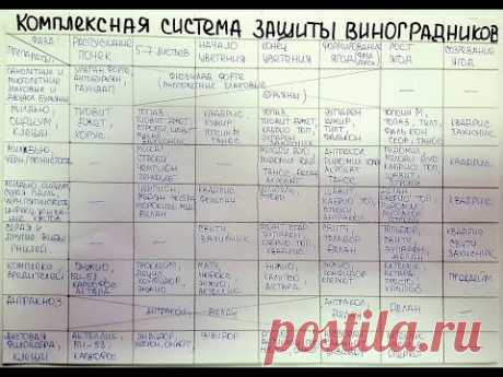 Схема обработки виноградных кустов от болезней, от Агромагазина Фазенда. Виноград 2017.