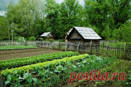 Что с чем растёт? Совместимость растений на грядке