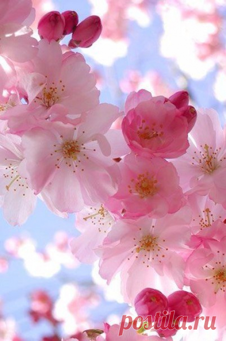 ☀Доброго и солнечного вам весеннего утра! :) 🌸