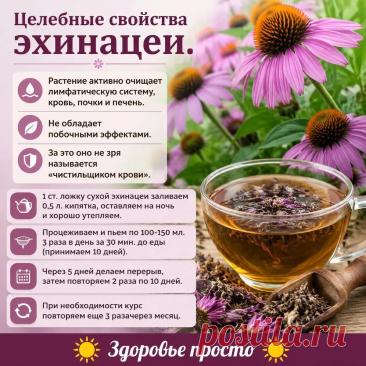 Целебные свойства эхинацеи