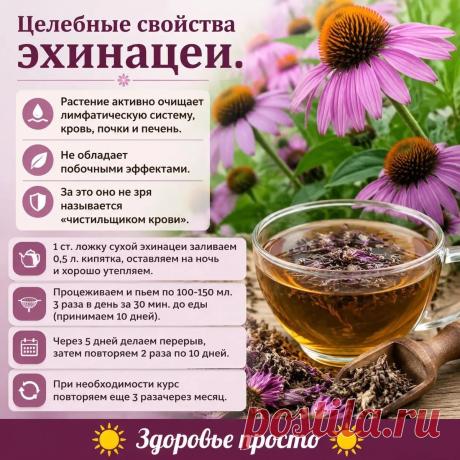 Целебные свойства эхинацеи