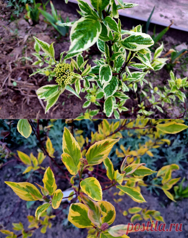 Дерен белый, светлый акцент на зеленом летнем фоне | Сад на песке | Яндекс Дзен