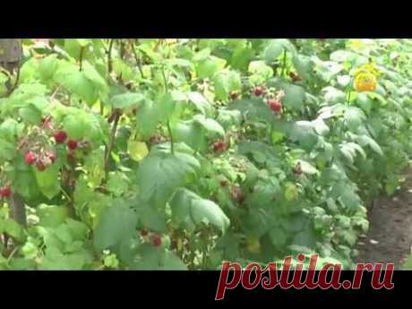 Чтобы малины было много! (ForumHouseTV)