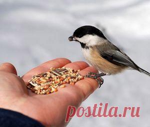 Лайфхак в стиле эко: как сделать простую кормушку для синичек