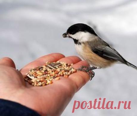 Лайфхак в стиле эко: как сделать простую кормушку для синичек