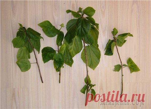 Размножение с помощью черенков