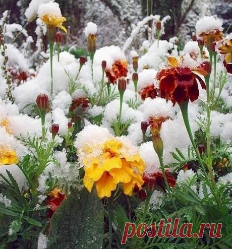 (21) Одноклассники