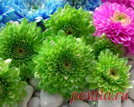 chrysanthemums_flowers_colorful_bright_stones_30682_1280x1024.jpg (1280×1024)