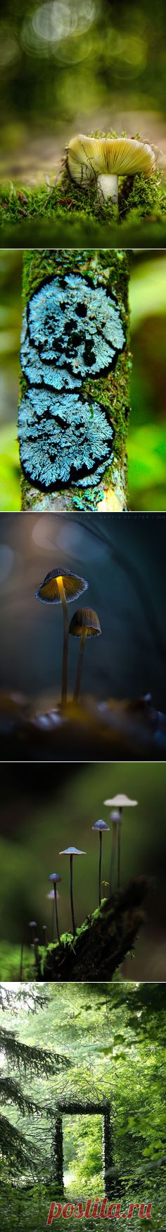 (1194) euph0r14:macro | Fairy of forest | by viarenicholga | http://ift.tt/1Dfw9tz | Nature