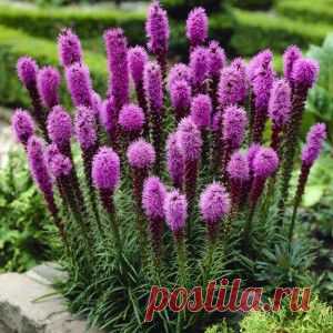 Лиатрис – цветущие свечи в саду