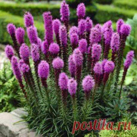 Лиатрис – цветущие свечи в саду