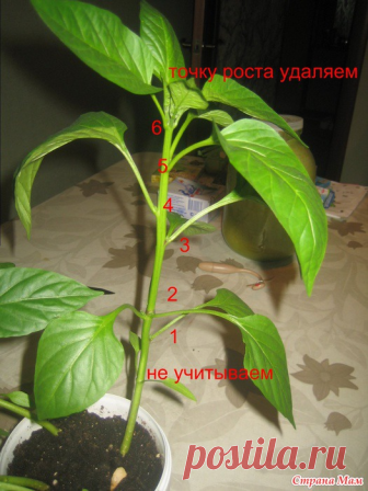 ПРИЩИПНЕШЬ РАССАДУ-УВЕЛИЧИШЬ УРОЖАЙ ПЕРЦЕВ