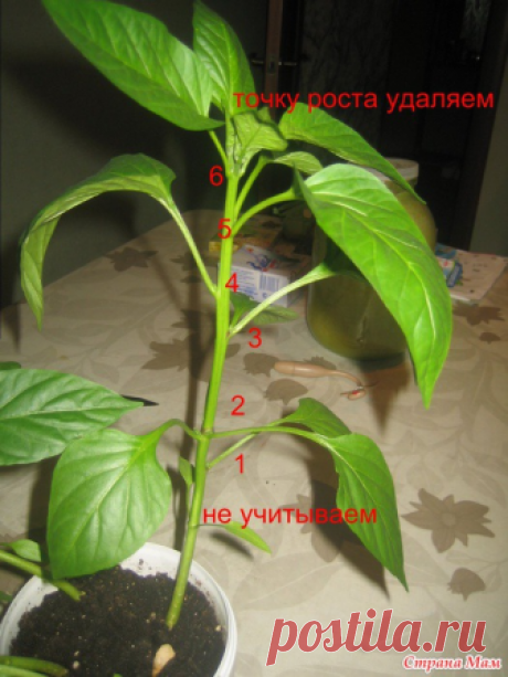 ПРИЩИПНЕШЬ РАССАДУ-УВЕЛИЧИШЬ УРОЖАЙ ПЕРЦЕВ