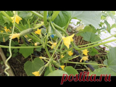 СУПЕР ПОДКОРМКА ДЛЯ ОГУРЦОВ, КОТОРАЯ РАБОТАЕТ. ПОКАЗЫВАЮ РЕЗУЛЬТАТ.