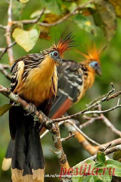 Гоацин (лат. Opisthocomus hoazin) – необычный вид тропических птиц, обитающих в болотах, влажных лесах и мангровых зарослях дельты Амазонки и Ориноко в Южной Америке.