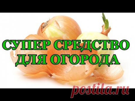 ЛУКОВАЯ ШЕЛУХА СУПЕР СРЕДСТВО ДЛЯ ОГОРОДА! ЭТО НАДО ЗНАТЬ!