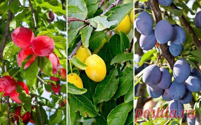 Разноцветные сливы – выбираем сорт на любой вкус Оказывается, сливы могут быть не только синими. Существует много отличных сортов с плодами желтого и красного цвета. Предлагаем вашему вниманию популярные сорта слив с фото и описанием. Наверное, не в...