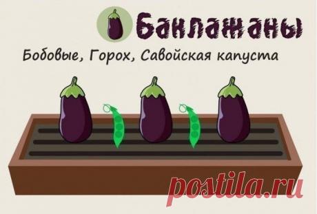 Совместимость растений на грядке