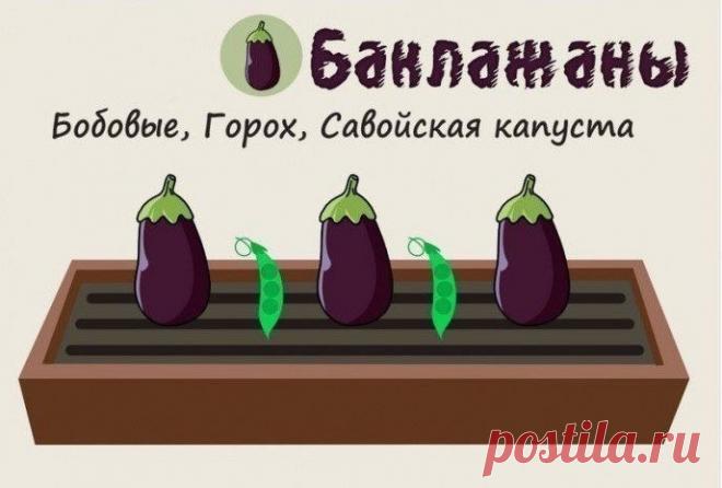 Совместимость растений на грядке