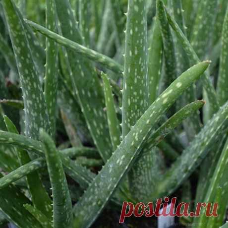 Эскулап: Алоэ вера - растение-целитель