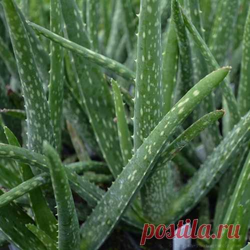 Эскулап: Алоэ вера - растение-целитель