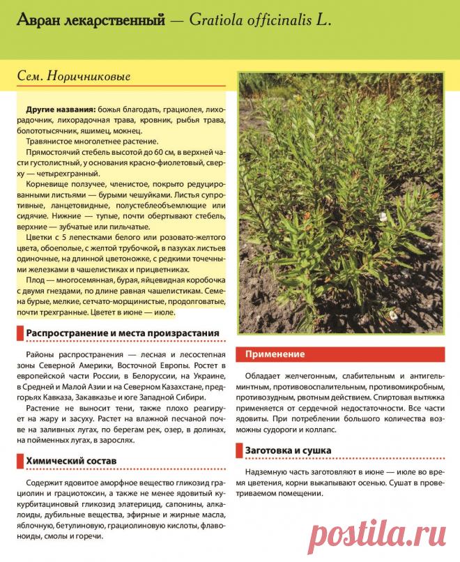 Авран лекарственный