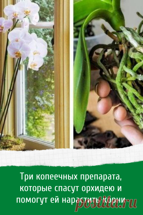 Способы как  ухаживать за орхидеей и нарастить корни