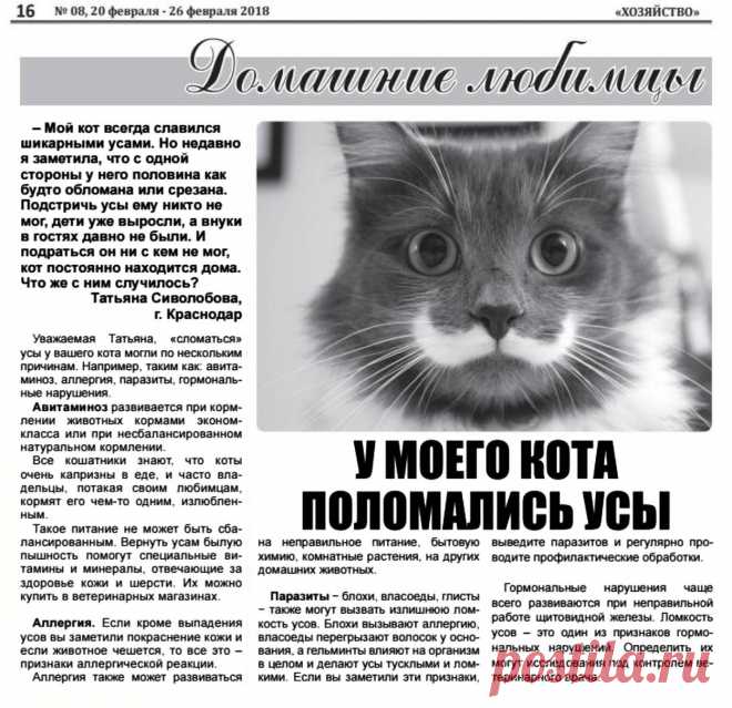 У кота поломались усы