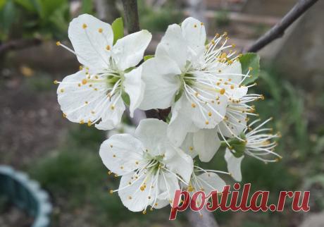 Весенние заботы садоводов: как защитить сад от вредителей и болезней | С грядки - к столу | Дзен