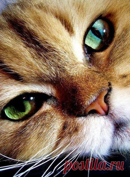 В жизни бывают минуты, когда в глазах нет слез, а в сердце — целое море...﻿