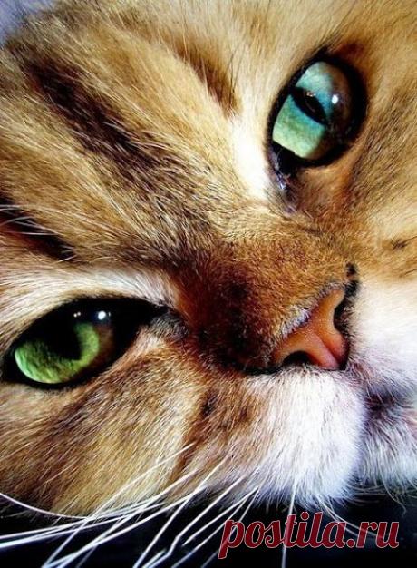 В жизни бывают минуты, когда в глазах нет слез, а в сердце — целое море...﻿