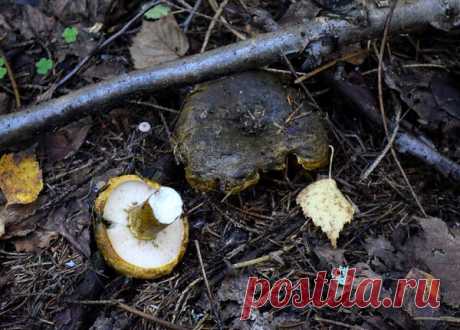 Груздь черный... | Советская дачница | Яндекс Дзен