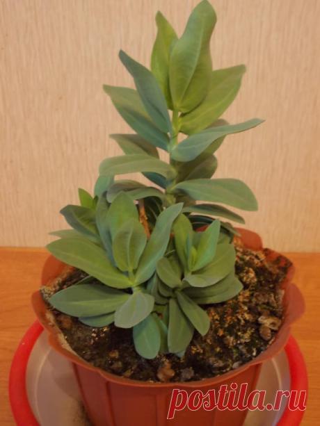 Посев эустомы семенами - личный опыт участницы клуба любителей дачи