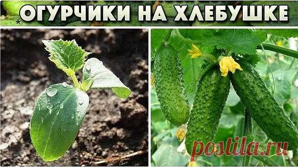 С ЭТИМ СОВЕТОМ ВАШ УРОЖАЙ ОГУРЦОВ БУДЕТ РЕКОРДНЫМ! 

Секрет подкормки огурцов: Чтобы получить богатый урожай огурцов, нужно их регулярно подкармливать! Хлебная закваска - лучшее удобрение. Приготовить ее очень легко! Наполняем ведро на 2/3 корочками черного хлеба, заливаем водой и прижимаем чем-нибудь тяжелым, чтобы содержимое не всплывало. Ведро ставим на неделю для брожения в теплом месте. Полученную закваску разбавляем водой (1:3) и поливаем огурчики под корень - по 0,5...