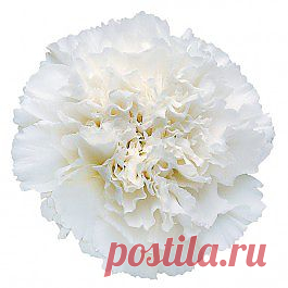 Delphi - Гвоздика белая - Гвоздики