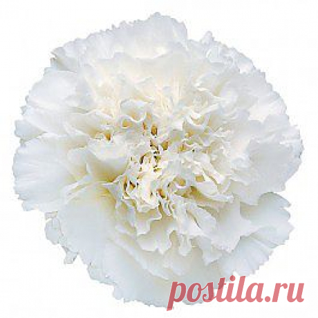 Delphi - Гвоздика белая - Гвоздики