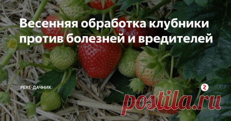 Весенняя обработка клубники против болезней и вредителей На протяжении всего дачного сезона клубника требует к себе повышенного внимания. Это прополки, подкормки, рыхление, полив, удаление старых растений, посадка новых. И все это только для того, чтобы раз в году полакомиться ягодой с бесподобным вкусом и уникальными свойствами!
Однако в списке не перечислены очень важные дела – борьба с болезнями и вредителями ароматной ягоды. А им тоже нужно уделить