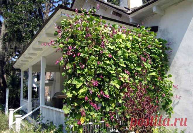 >Долихос - королевская лиана