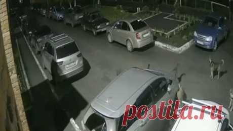 В Кузбассе бездомные собаки &quot;съели&quot; половину автомобиля местного жителя. В Прокопьевске Кемеровской области стая бездомных собак погрызла автомобиль местного жителя, который был припаркован у одного из многоквартирных домов. Об этом сообщает Сiбдепо. На видео с места инцидента, опубликованном в Telegram-канале ...