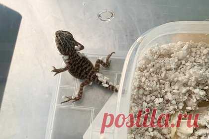 В Ульяновском зоопарке начался беби-бум. В Ульяновском зоопарке с приходом весны начался беби-бум. Как рассказал директор организации Денис Саврандейкин, первыми приход весны почувствовали сурки, проснувшиеся в начале февраля и начавшие активно отъедаться после спячки. Кроме того, в феврале брачный сезон начался и у павлинов.