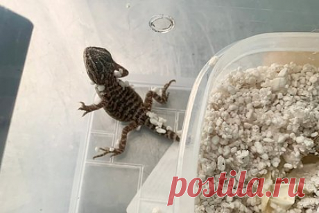 В Ульяновском зоопарке начался беби-бум. В Ульяновском зоопарке с приходом весны начался беби-бум. Как рассказал директор организации Денис Саврандейкин, первыми приход весны почувствовали сурки, проснувшиеся в начале февраля и начавшие активно отъедаться после спячки. Кроме того, в феврале брачный сезон начался и у павлинов.