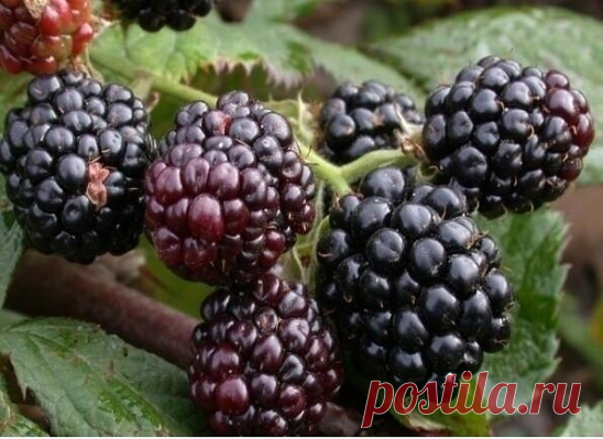 Все про уход за ежевикой

Особое внимание следует уделить её «детям». Новые побеги замещения, появляющиеся из земли, необходимо осторожно наклонить и пришпилить проволочными крючками к земле, так чтобы побег развивался горизонтально, примерно в 20 см от поверхности. Такое отгибание надо делать осторожно, чтобы избежать поломок побегов. 

По мере отрастания каждого побега крючок переставляют ближе к его концу. Когда побег достигнет длины 1,5 м, делают первую прищипку, т.е. ...