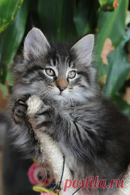 (11) Pinterest