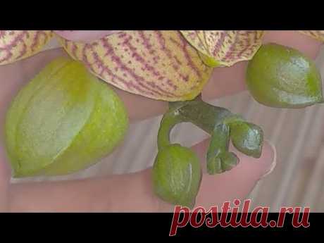 ОТ ФИТОСПОРИНА орхидеи ТРОНУТСЯ В РОСТ! это ПРОФИЛАКТИКА орхидеи! МИКРОФЛОРА орхидеи! ЭФФЕКТИВНОСТЬ!