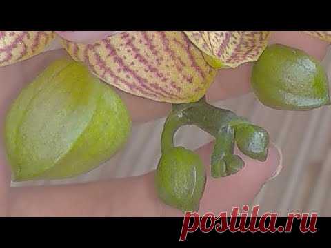 ОТ ФИТОСПОРИНА орхидеи ТРОНУТСЯ В РОСТ! это ПРОФИЛАКТИКА орхидеи! МИКРОФЛОРА орхидеи! ЭФФЕКТИВНОСТЬ!